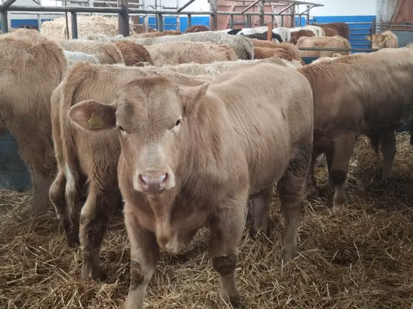 Qoramol (partiya, jinsi ko‘rsatilmagan), Simmental cattle