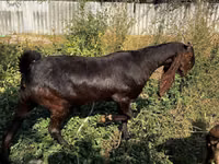 Capră, Kamori goats — foto 3