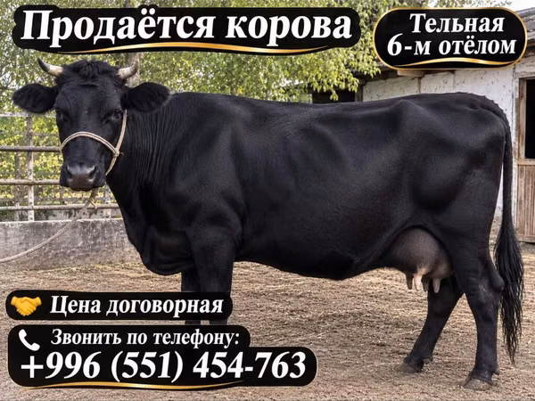 Vaca, Russian Black pied cattle