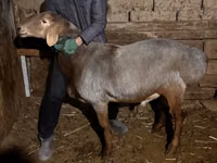 公羊, Rhon sheep — 照片 2