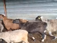 Ram, Adal sheep — photo 2