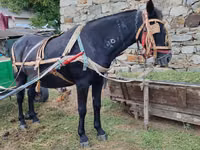 Mare, Horses — photo 1