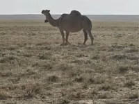 إبل (دفعة، الجنس غير محدد), Anafi camel — الصورة 1