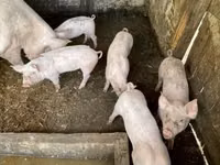 母猪, Pigs — 照片 3