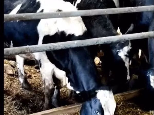 Vacă, Yaroslavl cattle