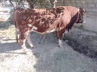 公牛, Simmental cattle — 照片 2