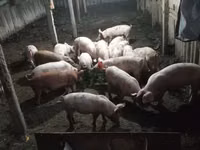 Vier, Porci — foto 3