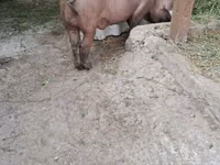 Qaban — foto 3