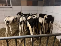 Sigir, Russian Black pied cattle — 4-rasm