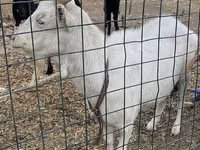 عنزة, Saanen goat — الصورة 2