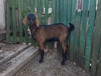 Cabra, Cabras — foto 2