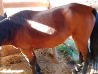 Mare, French Trotter — photo 4