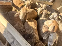 Schaf, Rhon sheep — Foto 7