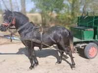 公马, Horses — 照片 2