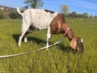 Capră, Nubian Goat — foto 1