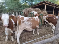 Sigir, Simmental cattle — 1-rasm