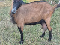 Cabra, Cabras — foto 1
