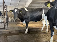 母牛, Holstein breed — 照片 5