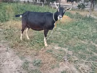 بقرة, الماشية — الصورة 3