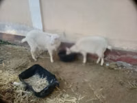 Dişi keçi, Irish goat — foto 4