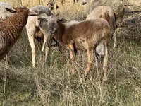 Carneiro, Katum sheep — foto 3