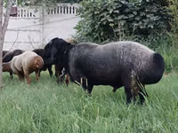 मेढ़ा, भेड़ — फ़ोटो 2