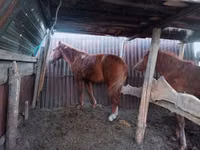 Hengst, Kazakh horse — Foto 1
