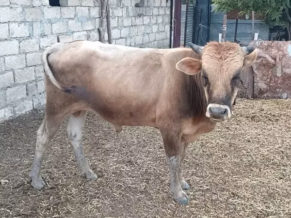 Taureau, Yak sauvage