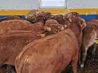 Bovinos (lote, sexo no especificado), Vaca Limousin — foto 2