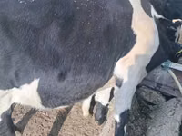 Bulle, Russian Black pied cattle — Foto 1
