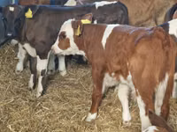 Rinder (Partie, Geschlecht nicht angegeben), Simmental cattle — Foto 4