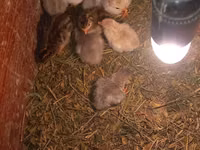 Chickens — 1-rasm