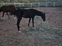 حصان, Akhal-Teke — الصورة 2