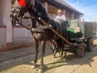 公马, Horses — 照片 4