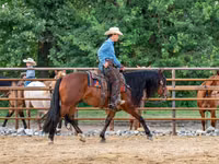 公马, Quarter Horse — 照片 5