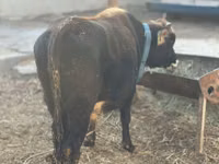 公牛, Cattle — 照片 5