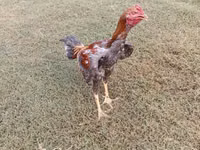 Chickens — 1-rasm