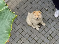 🐶 SATILIR – ÇAU-ÇAU Erkək Çau-Çau balasıdır. 2 aylıqdır, rəngi ağdır — फ़ोटो 1