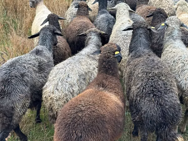 Oaie, Bessarabian sheep