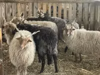 Widder, Racka sheep — Foto 3