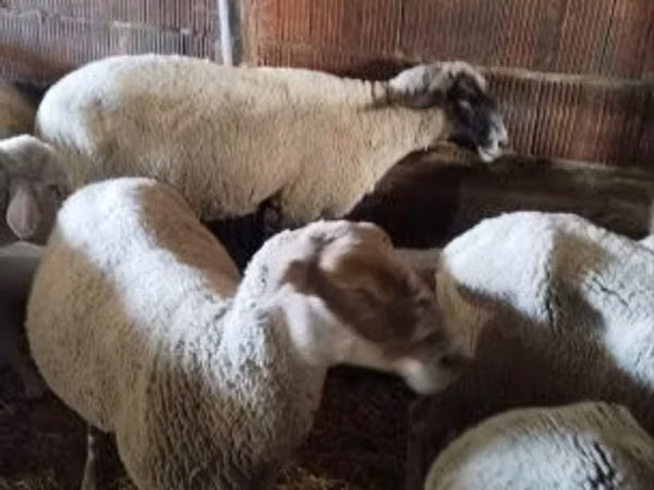 Oaie, Oi