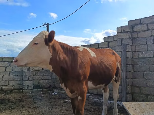 Vaca, Simmental cattle