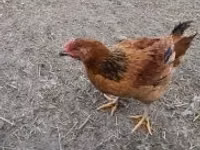 Chickens — 1-rasm