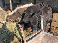 Bou, Bovine — foto 4