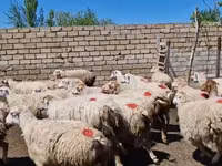 Oveja, Ovejas — foto 7