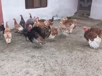Turkeys — 5-rasm