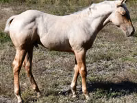 Caballo, Quarter Horse — foto 4