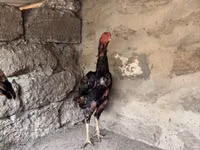 Chickens — الصورة 2