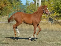 Cavalo, Kisber felver — foto 4