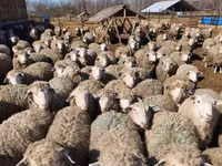 Qoʻchqor, Kuibyshev sheep — 4-rasm
